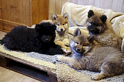 Blue, Osa, Nelly und Carlos