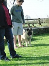 Ulva