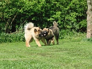Wotan und Maxi