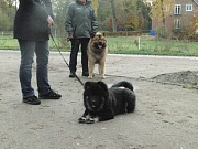 Baby Inouk
