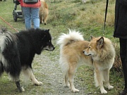 Amigo und Dina