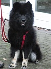 Pelle