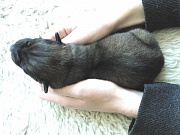 Eine Handvoll Hund