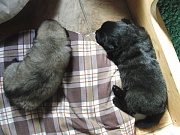 Eywa und Piri