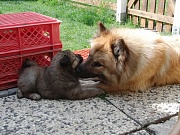 Jago und Newa