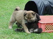 Jago und Jim