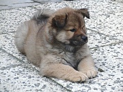 Jago