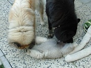 Tante Newa und Mutter Cuba