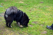 Kosmo