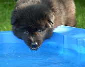 Lasse