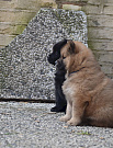 Nika und Nuko