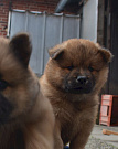Nanuk
