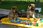 Nanuk und Nala