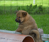 Nanuk