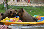 Nala und Nianyo