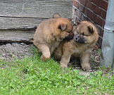 Nanuk und Nuko