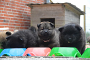 Nika, Nuri-Maya und Namiko-Mei