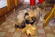 Miina und Naaja