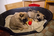 Stella und Naaja