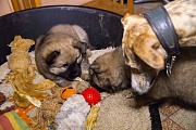 Naaja und Ginger