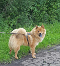 Nanuk