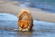 Rudi als Wasserpflug