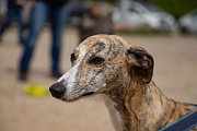 Whippet Ginger