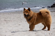 Stella