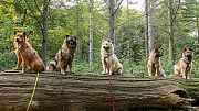 Stella, Lenya, Miina, Naaja, Milow
