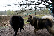 Ein schwarzes 