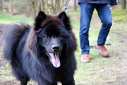 Lasse