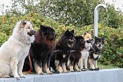 Yelly, Teddy, Shari, Hummel, Anouk und Amal