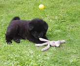 Luca