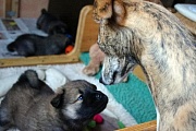 Naaja und Ginger