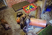 Welpengarten unter Dach