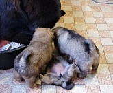 Ein lustiges Trio