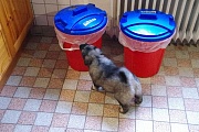 ...die Mülltonnen entern!
