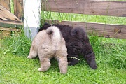 Eywa und Piri