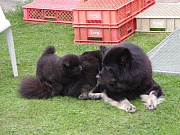 Cuba und Jomiko