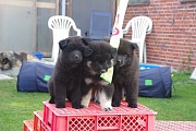 Piri, Jim und Jomiko