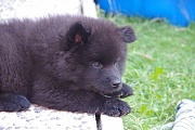 Jomiko