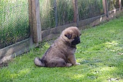 Kouba