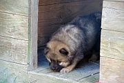 Keiko