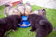Mädchen und Jungs essen getrennt!