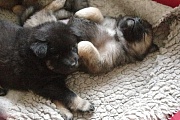Kosmo und Kenya