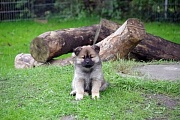 Kamila