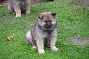 Keiko