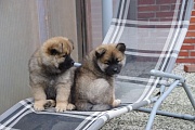 Kouba und Kenya