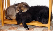 Kamila und Koda