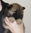 Keiko